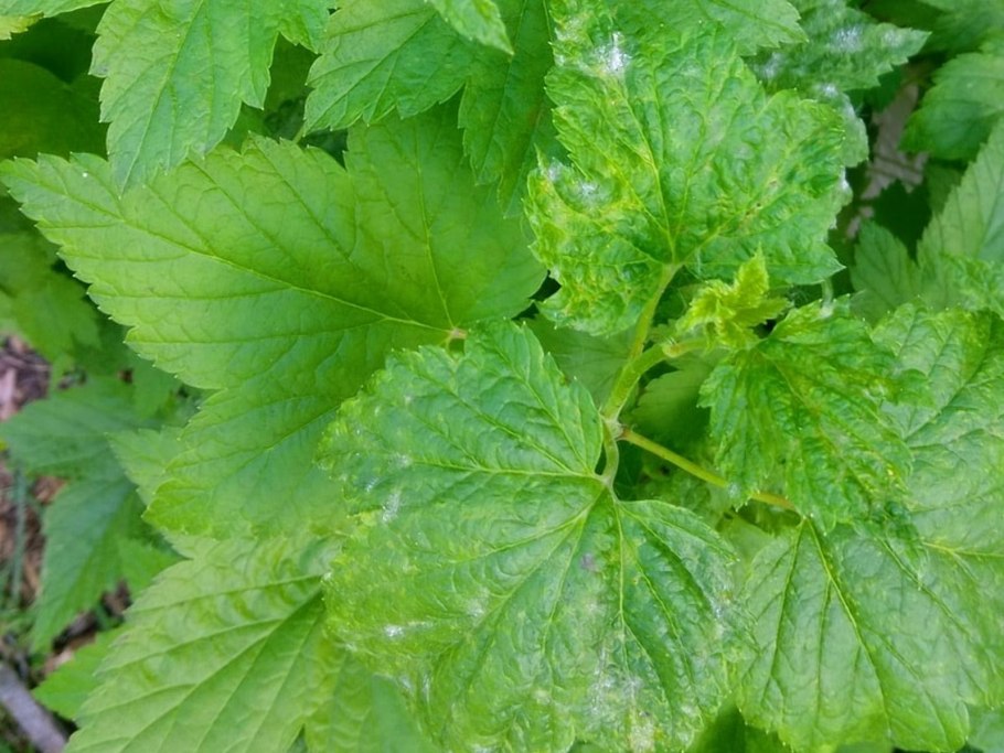 Мучнистая роса смородины