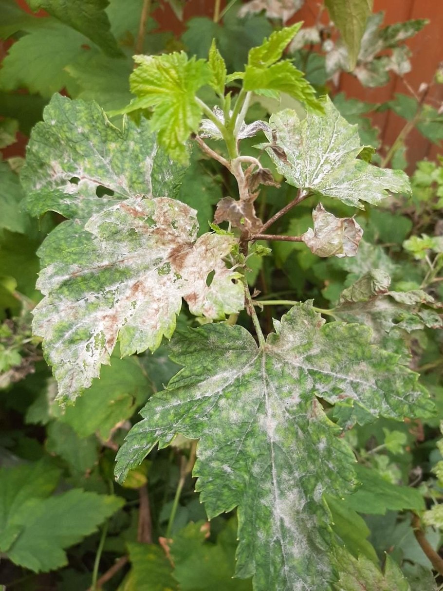 Фитофтороз на смородине