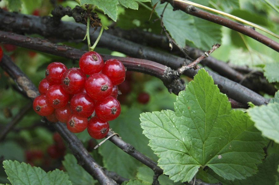 Смородина чёрная сорт Ben Alder