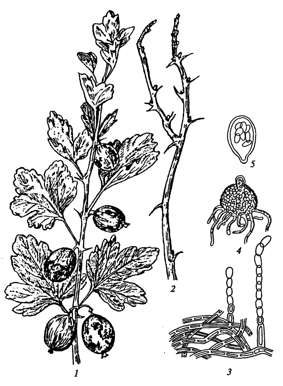 Мучнистая роса на крыжовнике