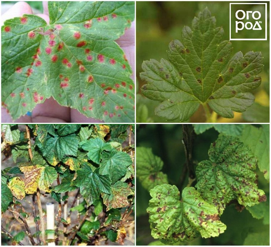 Антракноз смородины