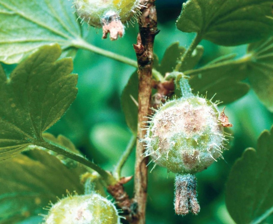 Podosphaera Mors-Uvae