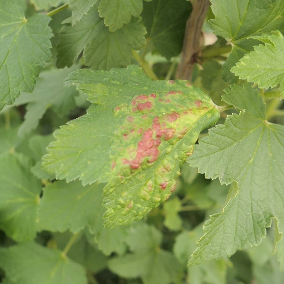 Антракноз листьев смородины