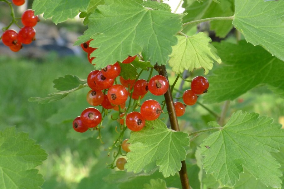 Мучнистая роса на крыжовнике