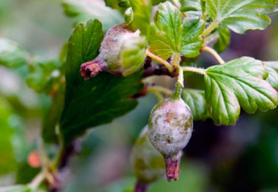 Мучнистая роса (сферотека)