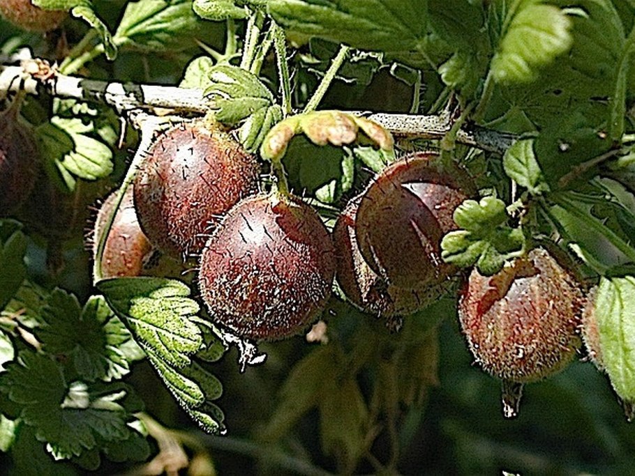 Мучнистая роса (сферотека)