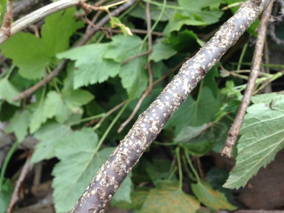 Мучнистая роса на крыжовнике