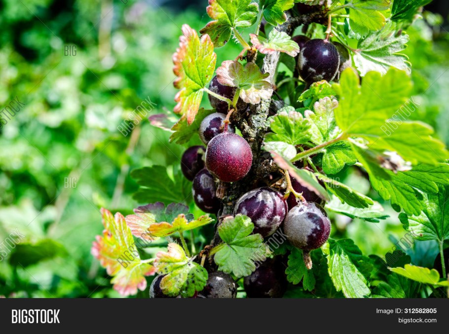 Уксус вредители смородина