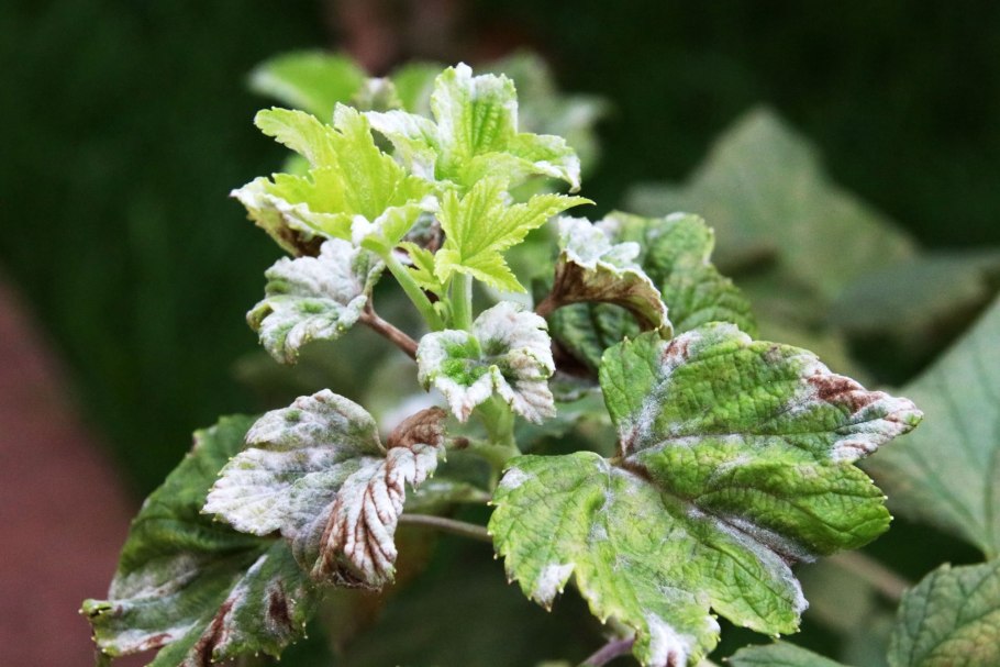 Мучнистая роса смородины