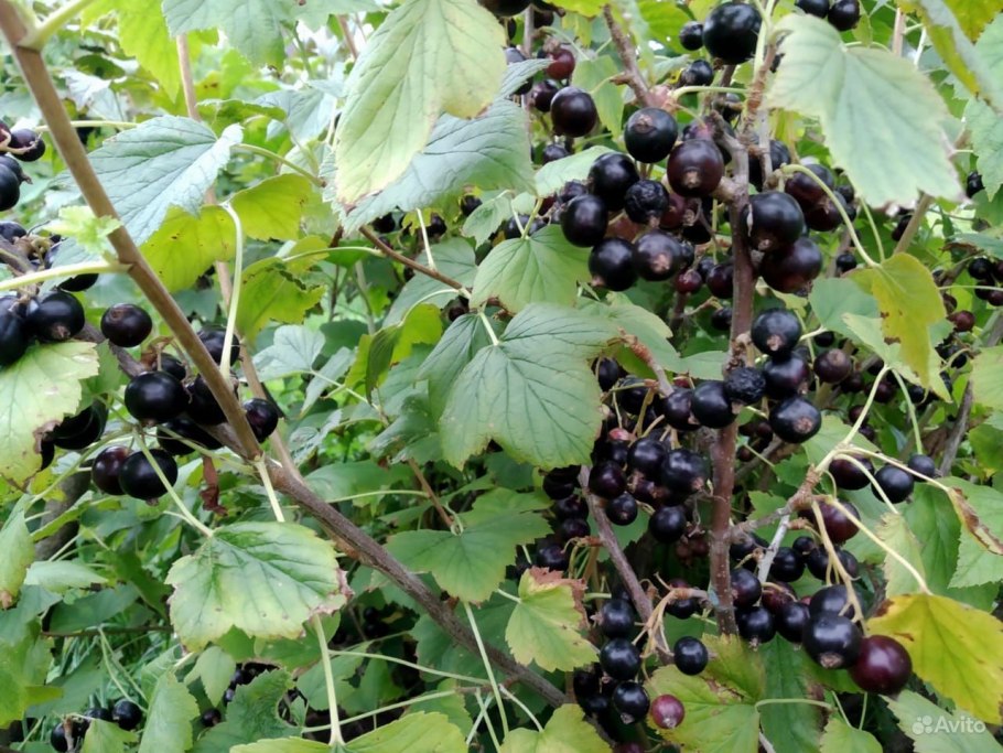 Налет на ягодах черной смородины