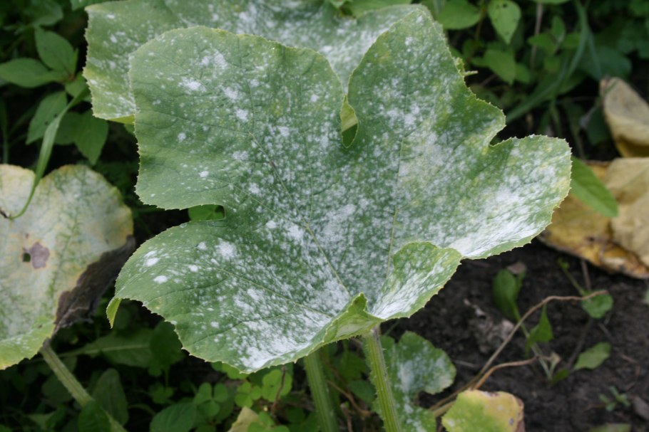 Антракноз смородины тля