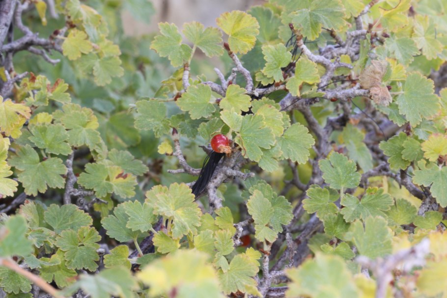 Мучнистая роса на смородине