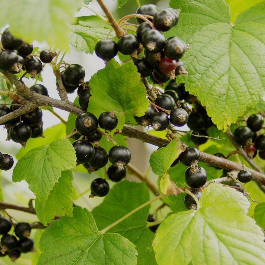 Сферотека крыжовника