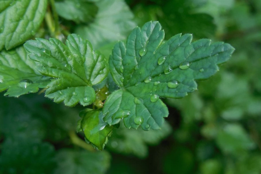 Лист крыжовника