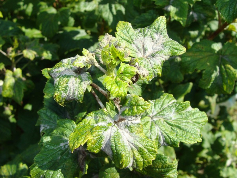 Мучнистая роса (сферотека)