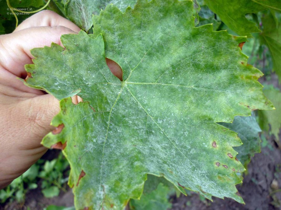 Антракноз виноградной лозы