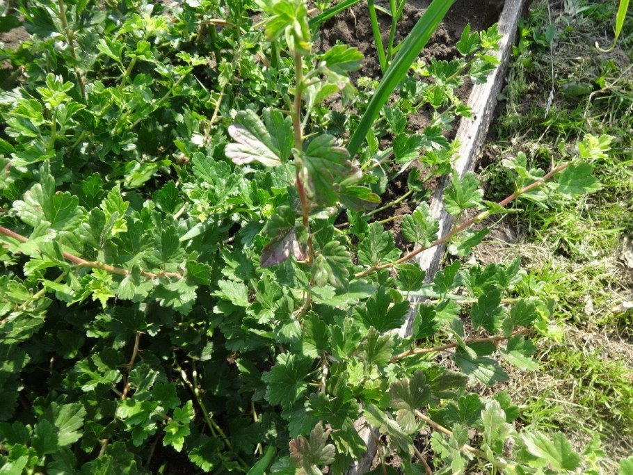 Мучнистая роса на крыжовнике