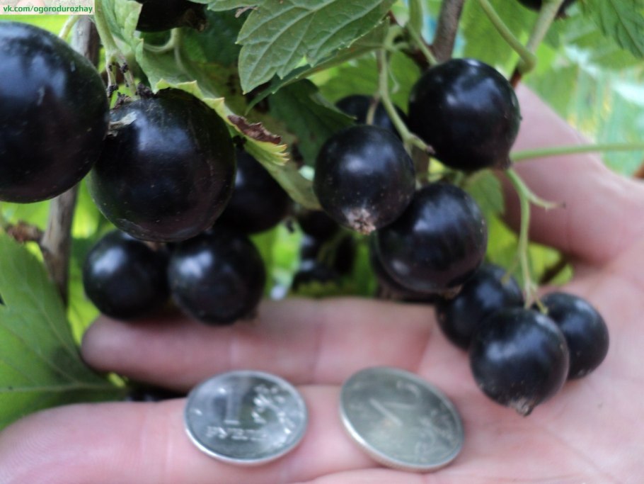 Чайот мучнистая роса