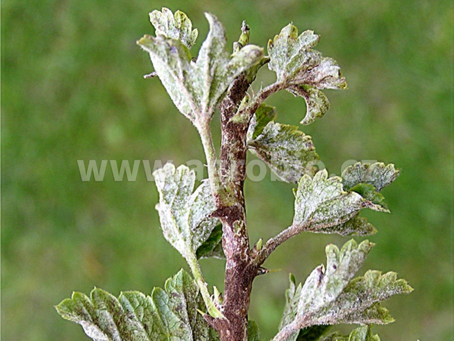 Сферотека крыжовника