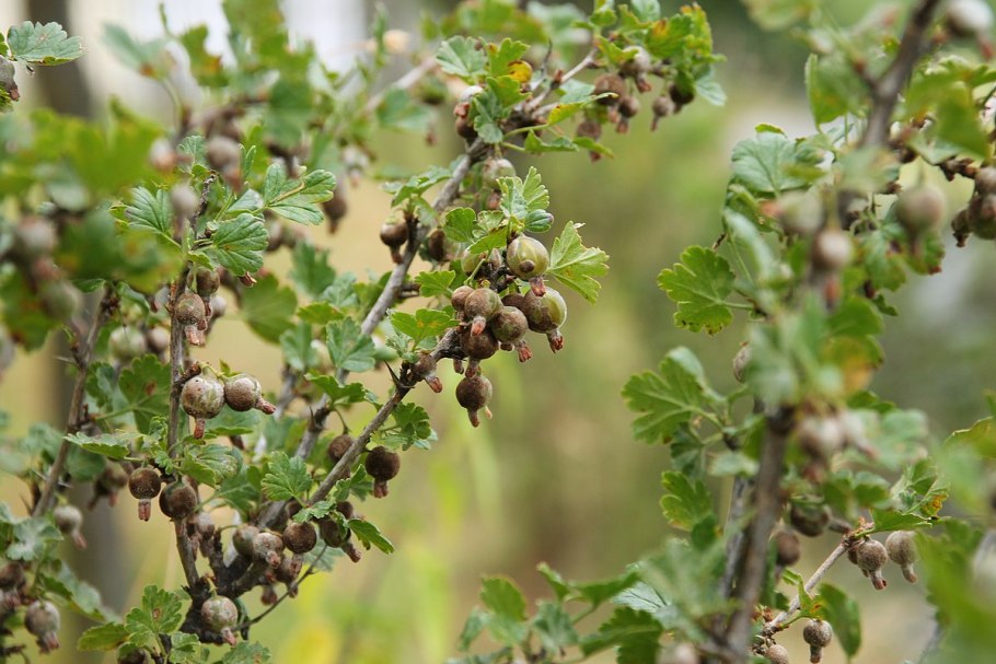 Мучнистая роса (сферотека)