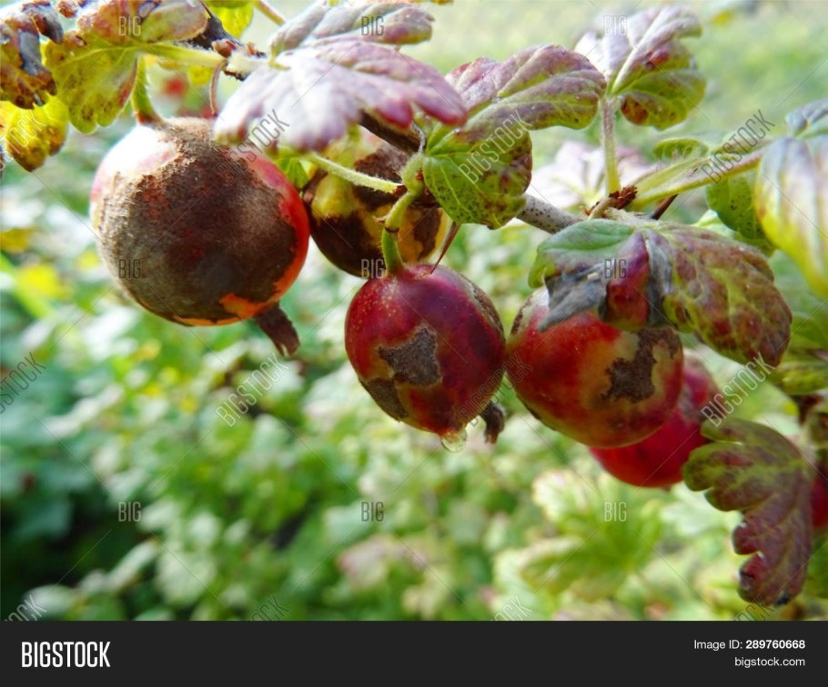 Сферотека крыжовника