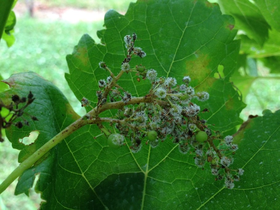 Милдью ложная мучнистая роса винограда