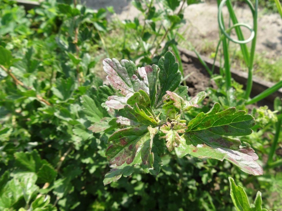 Мучнистая роса Свидина