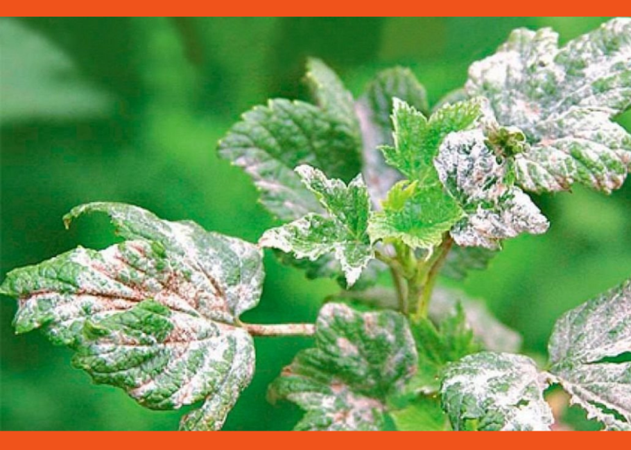 Мучнистая роса смородины