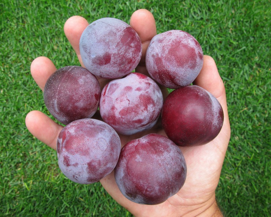 Слива китайская Аленушка