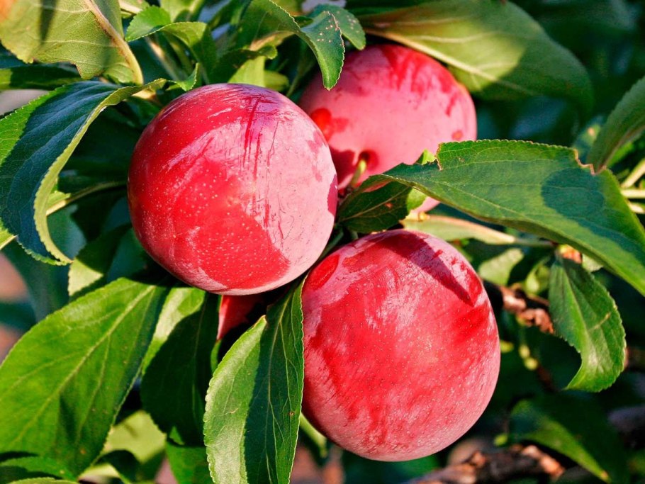 Слива Аленушка саженец