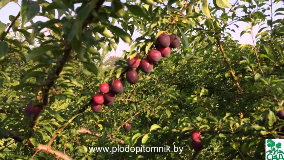 Слива без косточек сорт Миракл