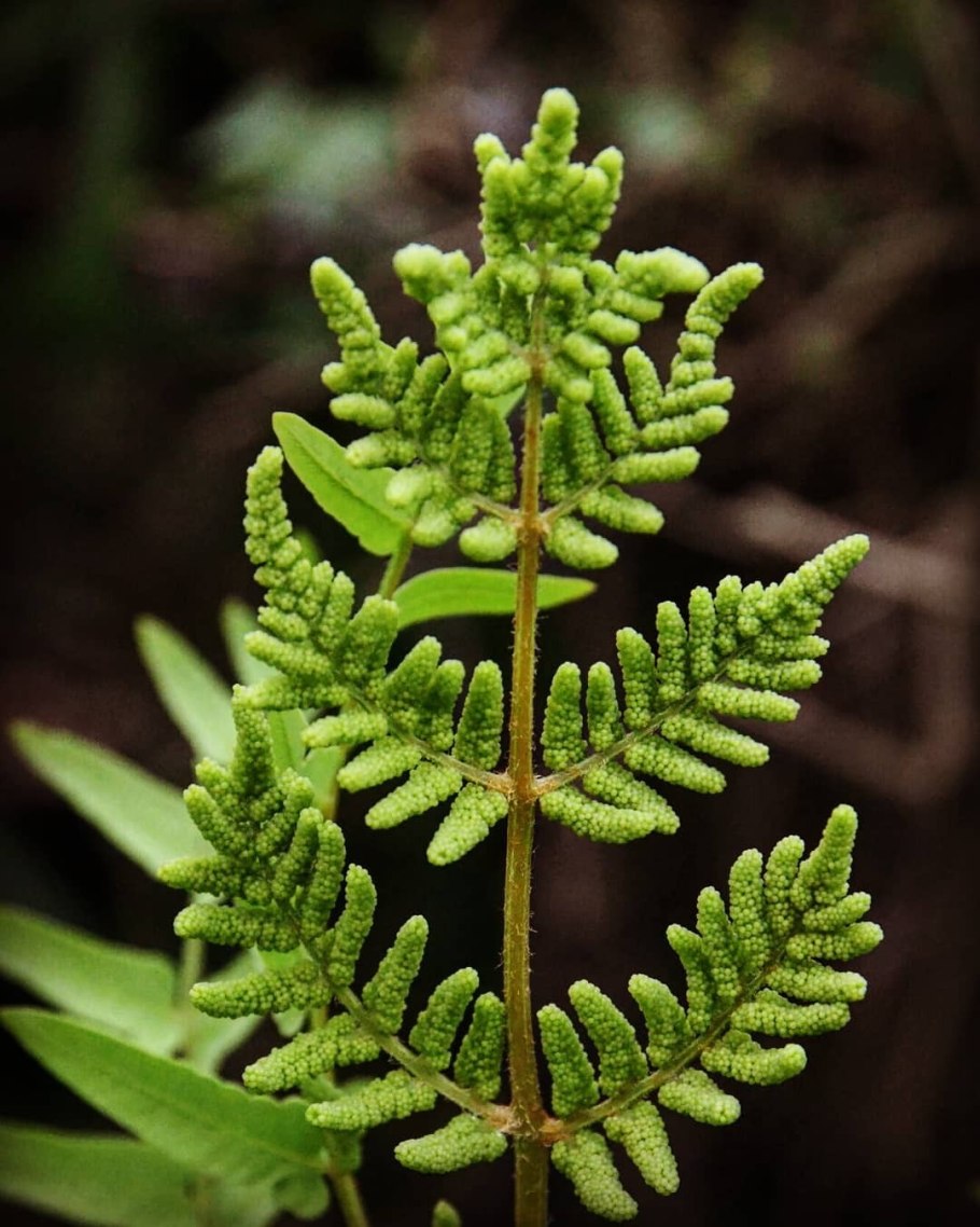 Папоротник Osmunda regalis
