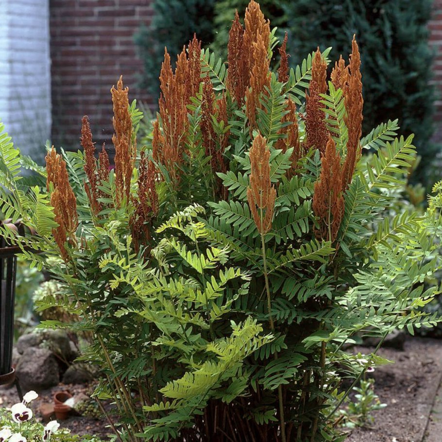 Osmunda japonica