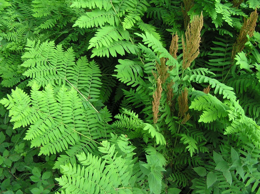 Осмунда коричная