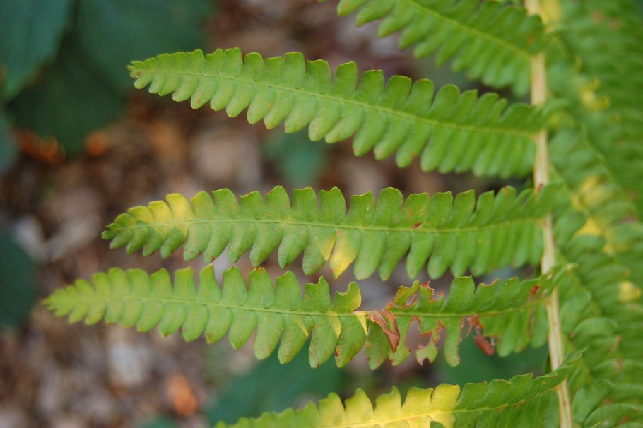 Osmunda cinnamomea