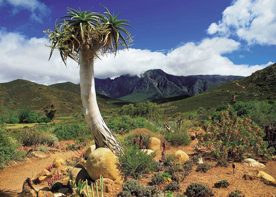 Протея артишоковая Южная Америка