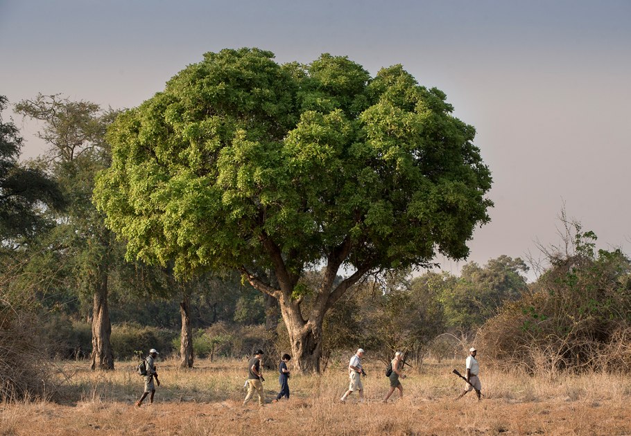 Аллея баобабов Мадагаскар