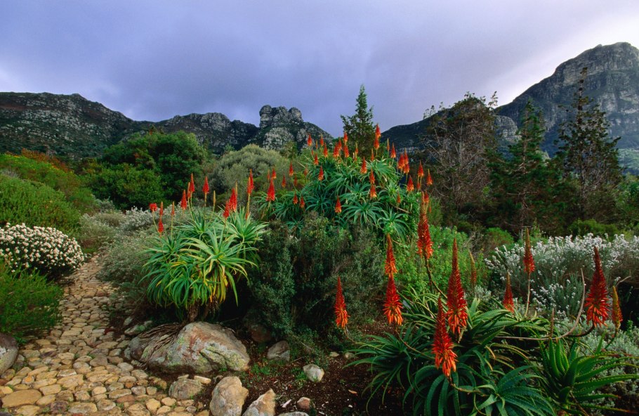 Ботанический сад Кирстенбош