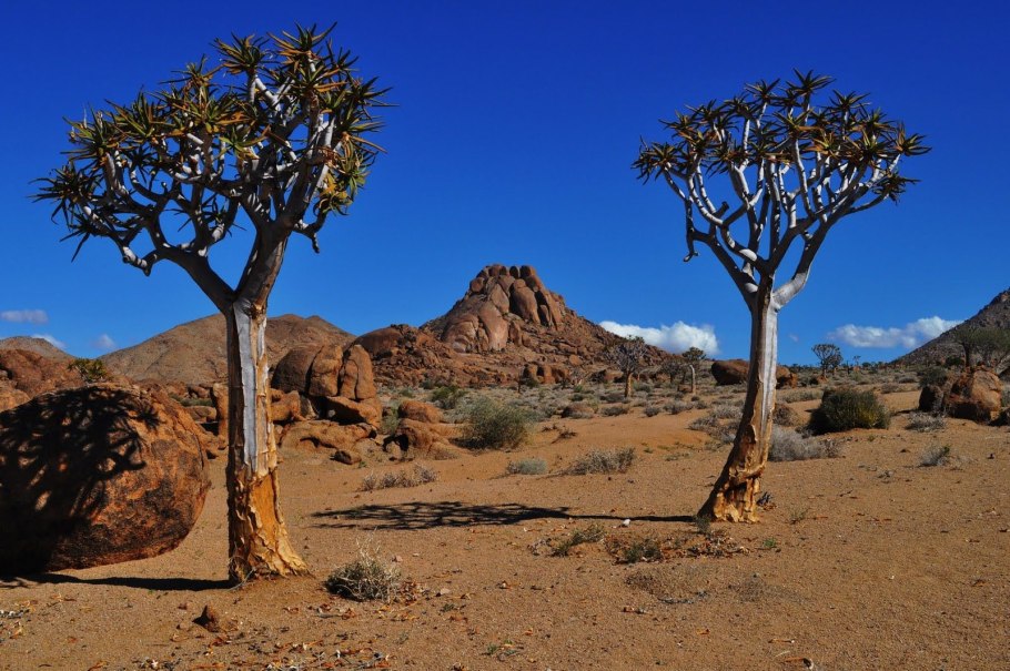 Растения Африки баобаб