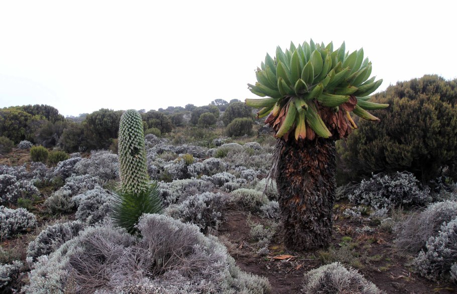 Баобаб пальчатый