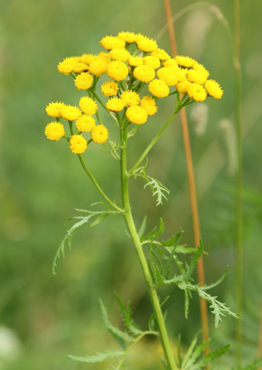 Пижма обыкновенная лечебные