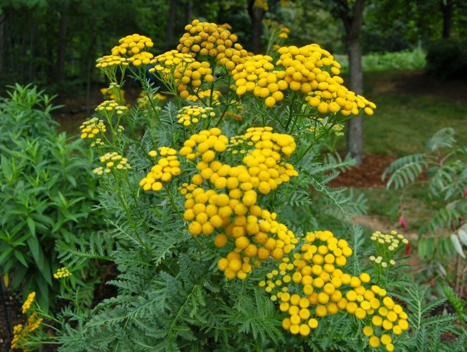 Пижма тысячелистниковая