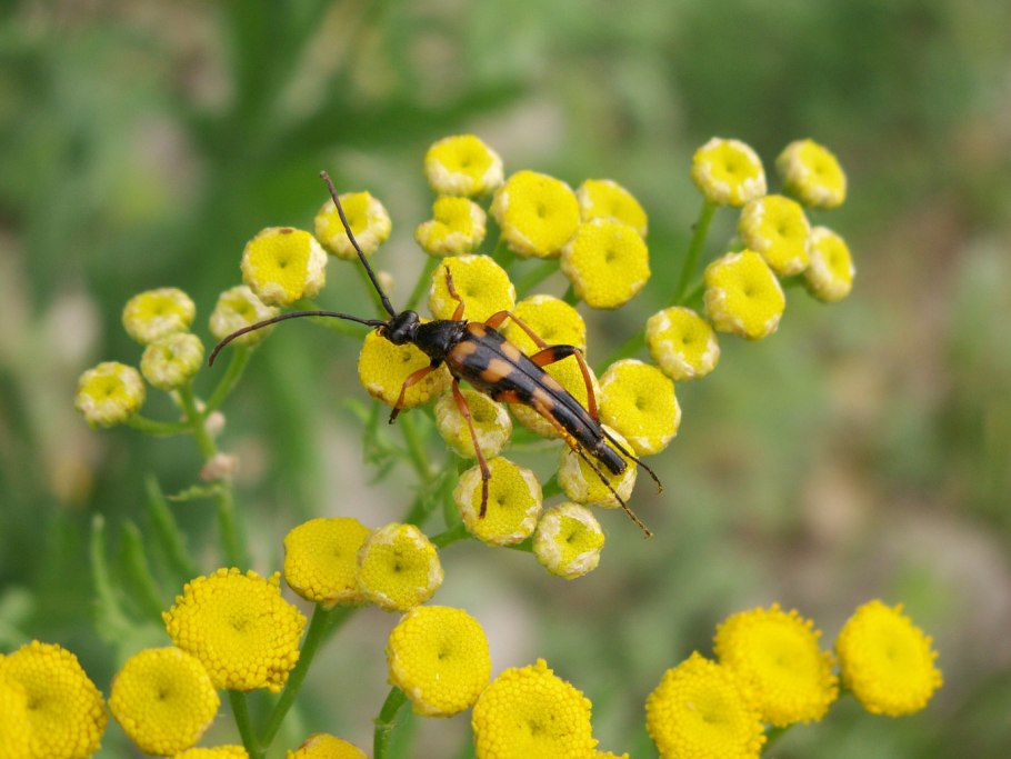 Пижма от мух