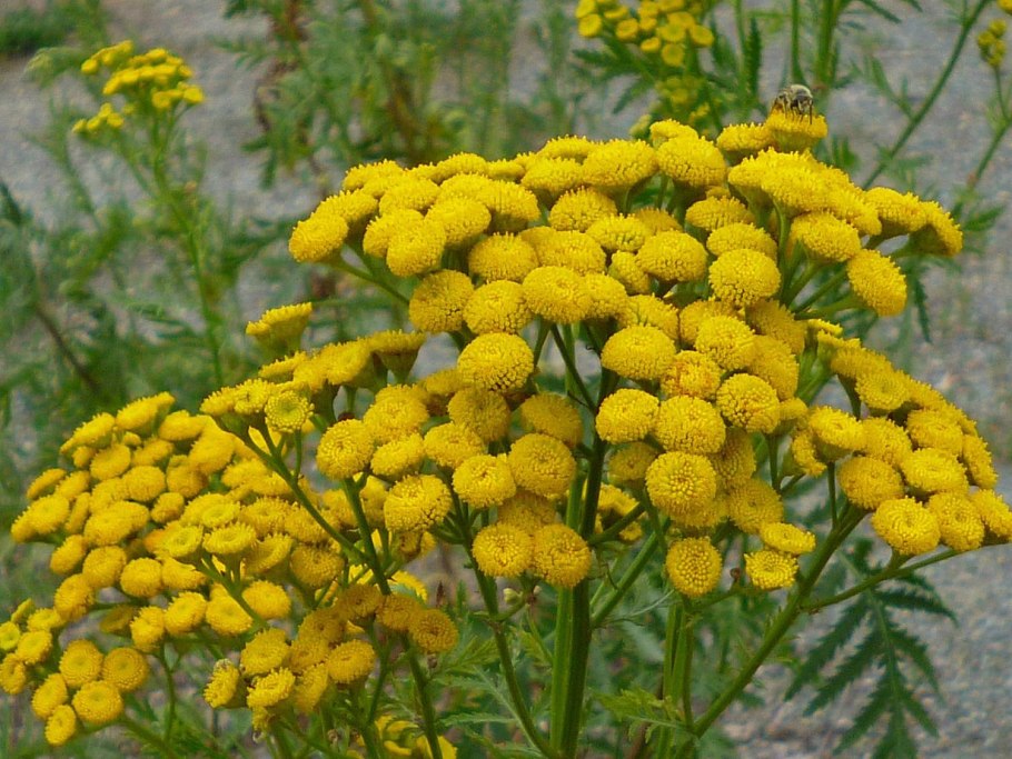 Пижма обыкновенная (Tanacetum vulgare)