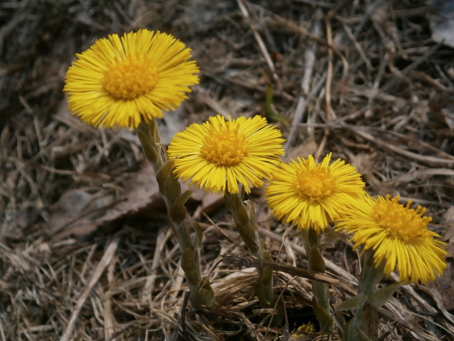 Мать и мачеха трава