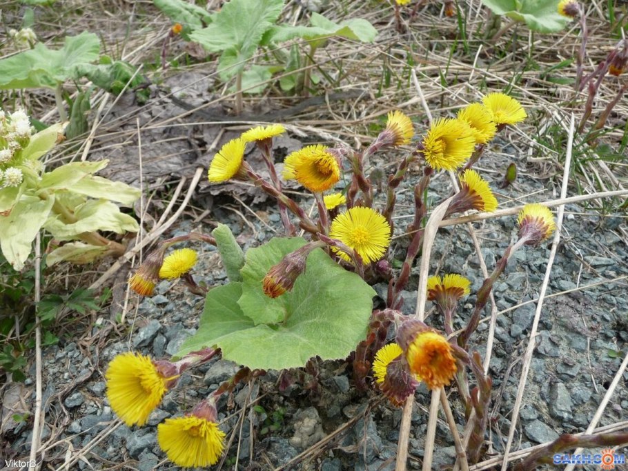 Матьимачеха трава целебные