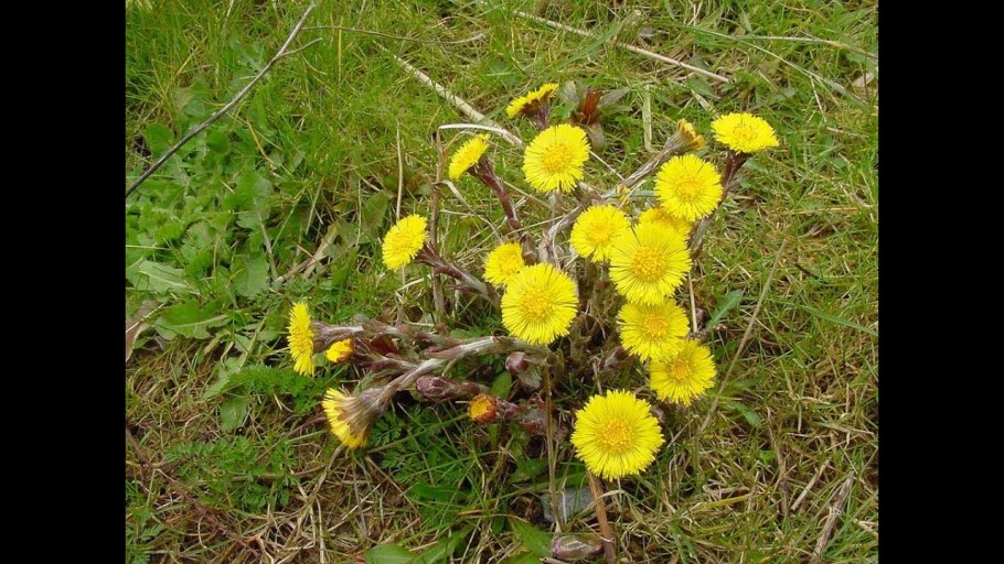 Мать-и-мачеха обыкновенная листья