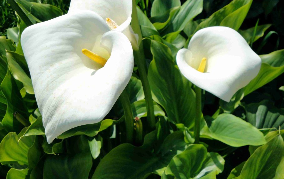 Каллы на клумбе
