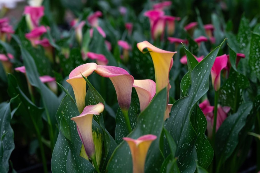 Калла Зантедеския Снежная Королева