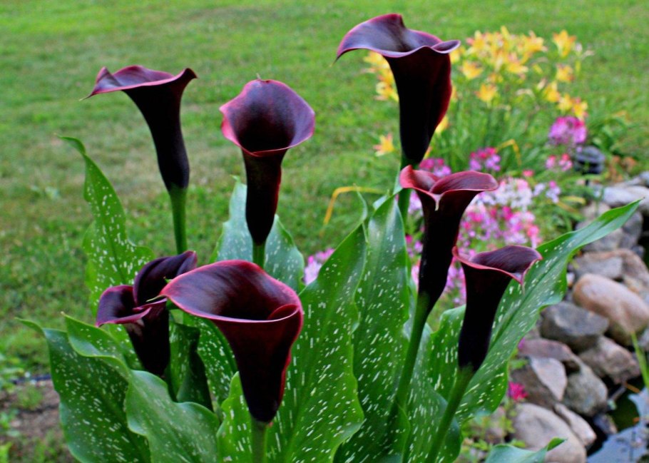 Калла Капитан Розетт